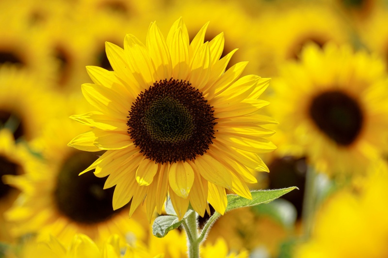Suncokreti-sunflowers 811