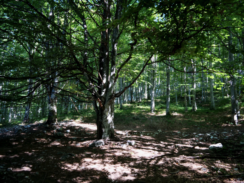 Voyage en Roumanie randonnée dans les Monts Apuseni Transylvanie 706_ga10