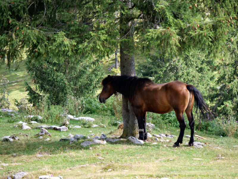 Voyage en Roumanie randonnée dans les Monts Apuseni Transylvanie 825_ca10