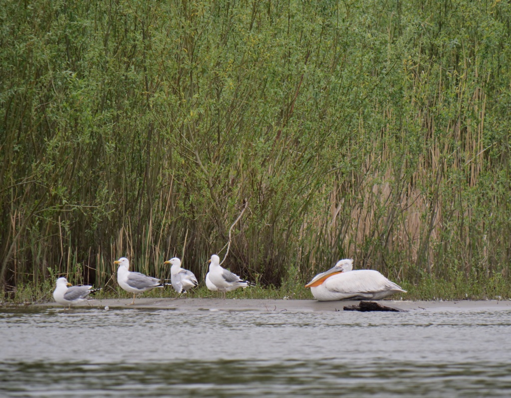 Roumanie : retour au Delta du Danube par la Dobroudja avril 2022 P1002511