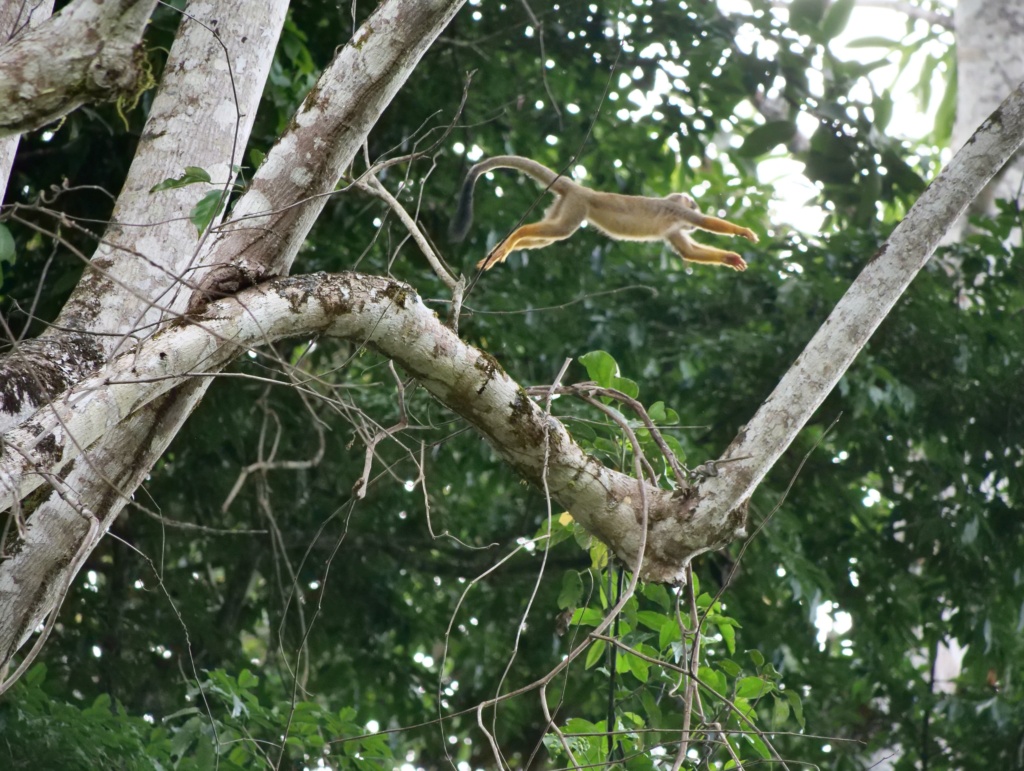 Singes de Guyane P1015814