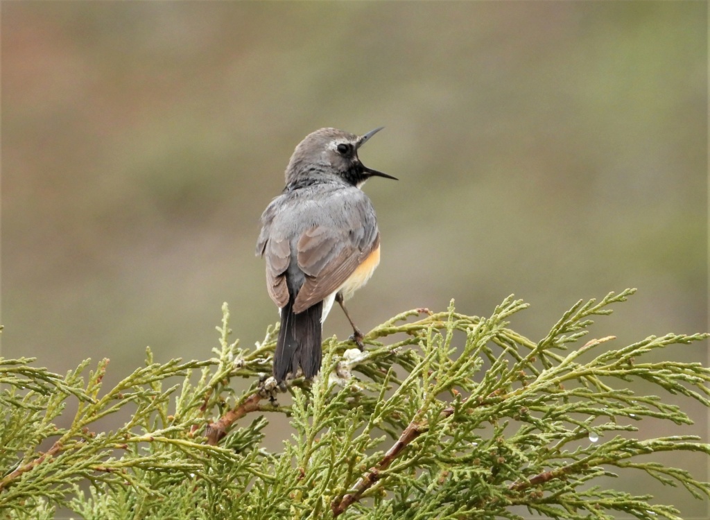 AVES        - Página 3 411