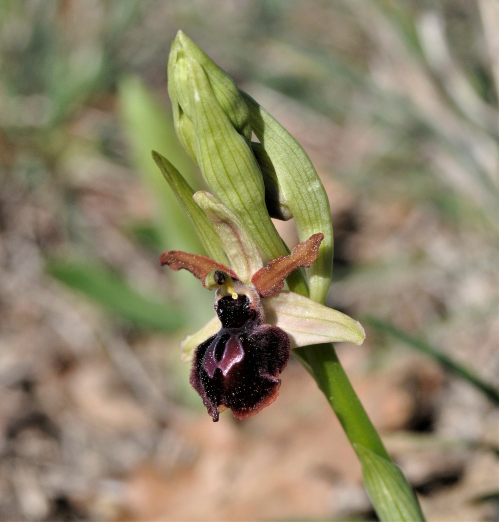 Orquideas silvestres _dsc0010