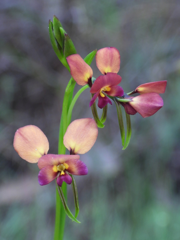 Silvestres australianas Diuris11