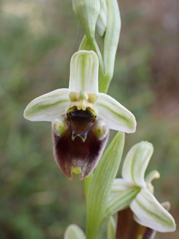 Unas Ophrys de Chipre P3160010