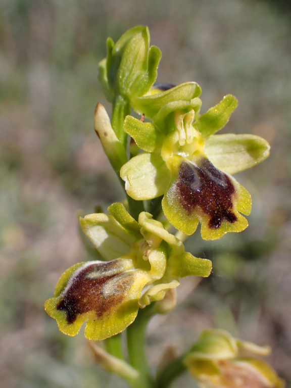 Unas Ophrys de Chipre P3160110