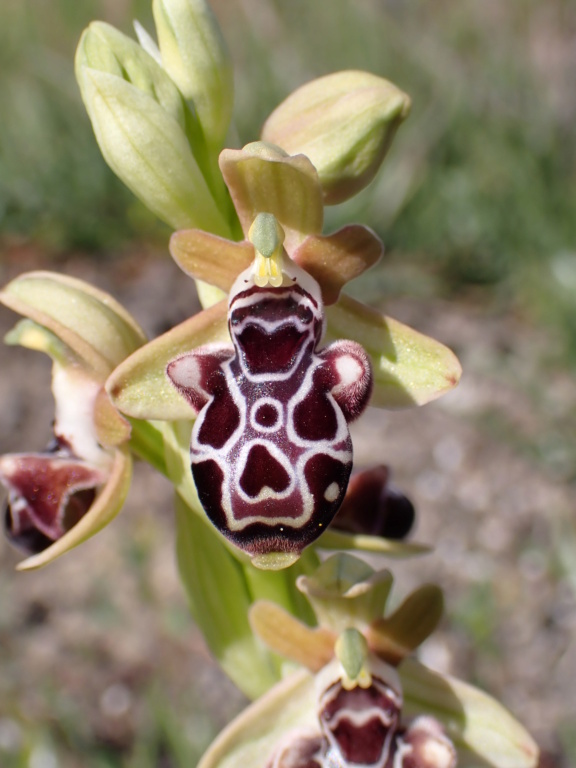 Unas Ophrys de Chipre P3160111