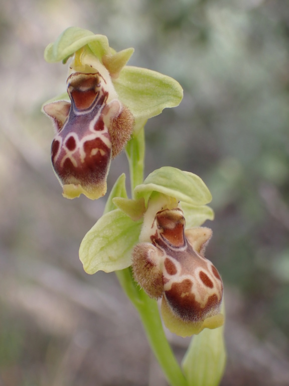 Unas Ophrys de Chipre P3160410