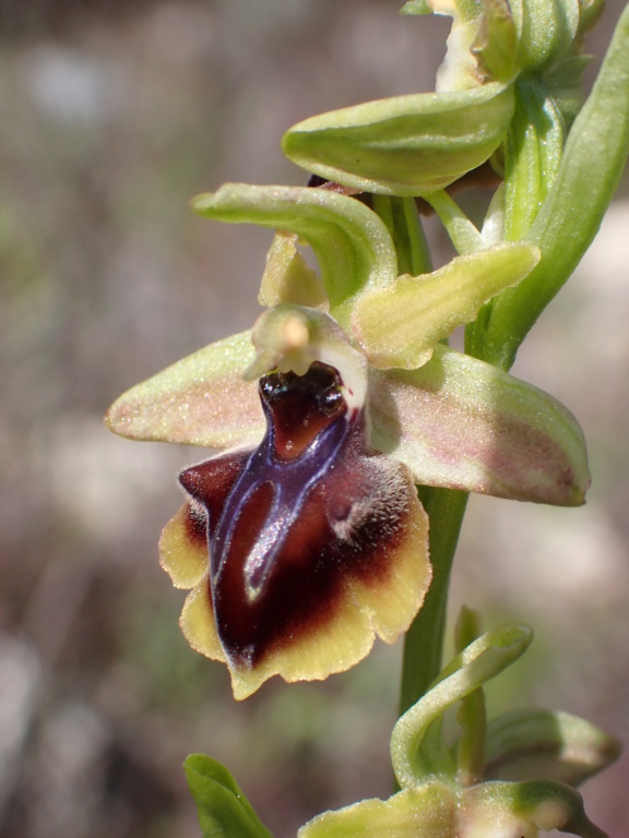 Unas Ophrys de Chipre P3170810