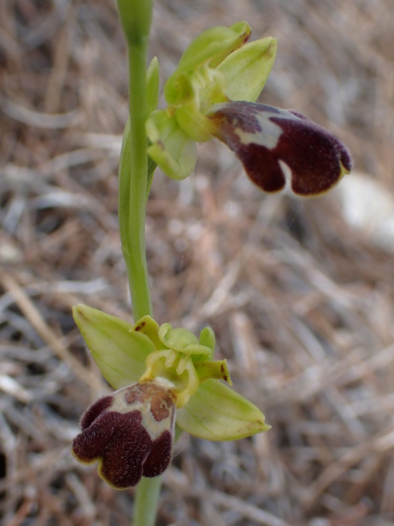 Unas Ophrys de Chipre P3170811