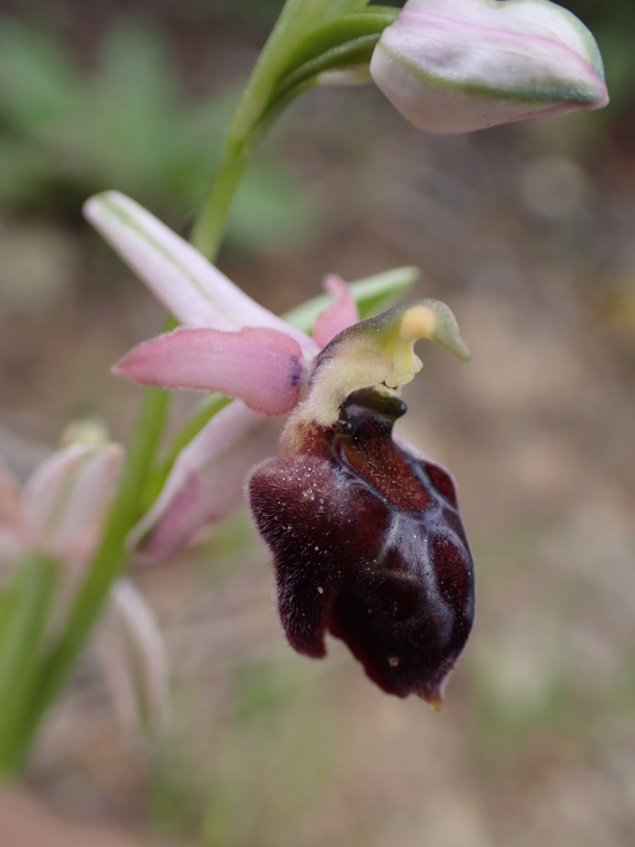 Unas Ophrys de Chipre P3181110