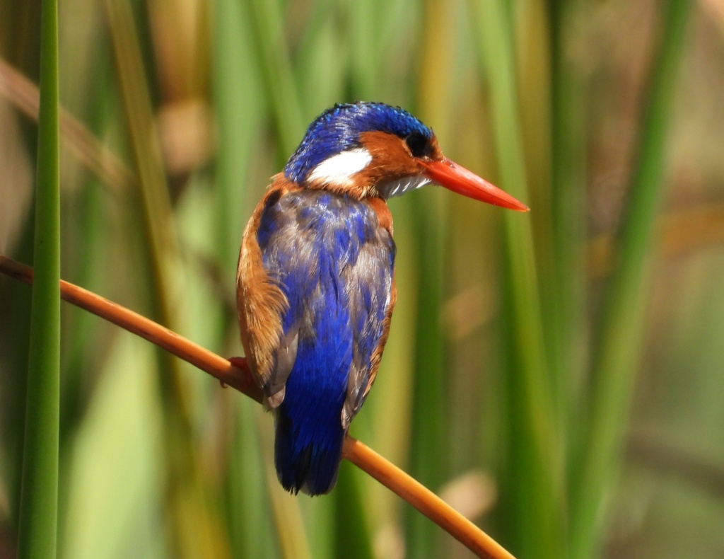 AVES        - Página 6 Rondev14