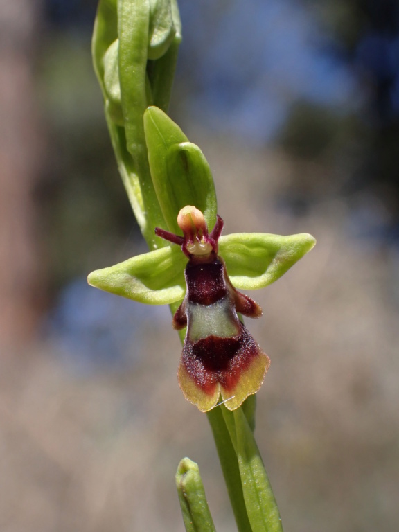 EL RINCÓN MACRERO.- ORQUÍDEAS SILVESTRES - Página 3 Seva_111