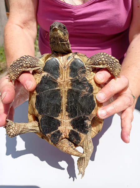 Identification de mes 2 tortues Img_2013