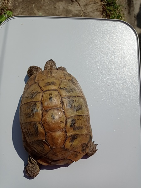 Identification de mes 2 tortues Img_2018