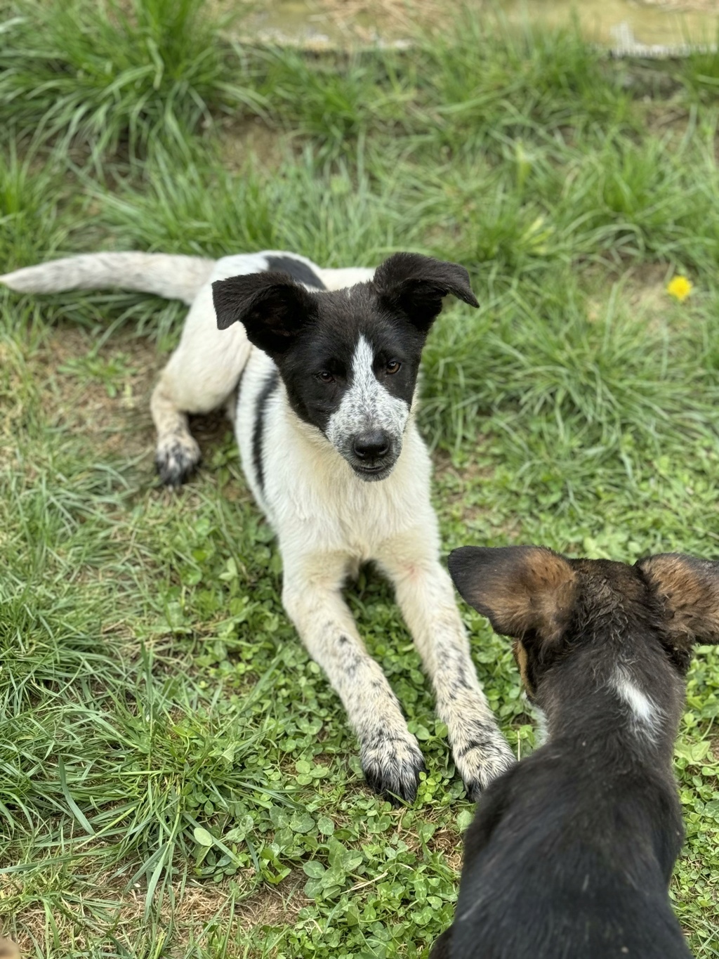 AVAA (ex-OASIS) CHIOT2 Anca (Mylène BURKEL) - sauvetage 31/03/2024 - adoptée par Marion M. dans le 54 10000086