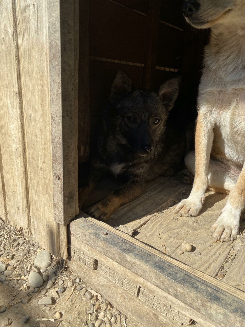 TEOO (AZOR) (1/2 Sanny / 1/2 Oana Barascu)  - chiot petite taille - Costica - adopté par Marlène B. dans le 89 10000348