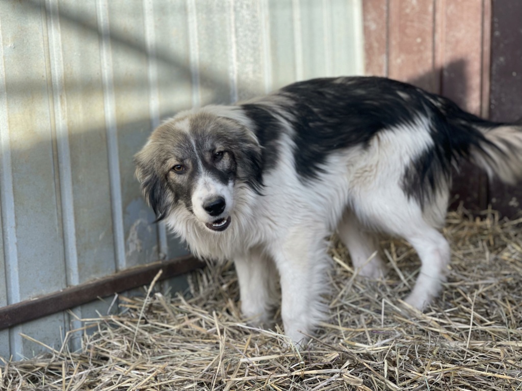 GAIA (Christine GEINOZ et Vero ARNAUD) - sauvetage chiot 4/10/2023 - adoptée par Murielle R. en Belgique 41131011