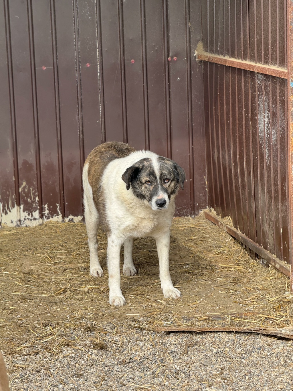 DAKOTA ✅  - (Carine VIDAL) - rapatriement Marius  04/01/2021 - chip ok 42345449