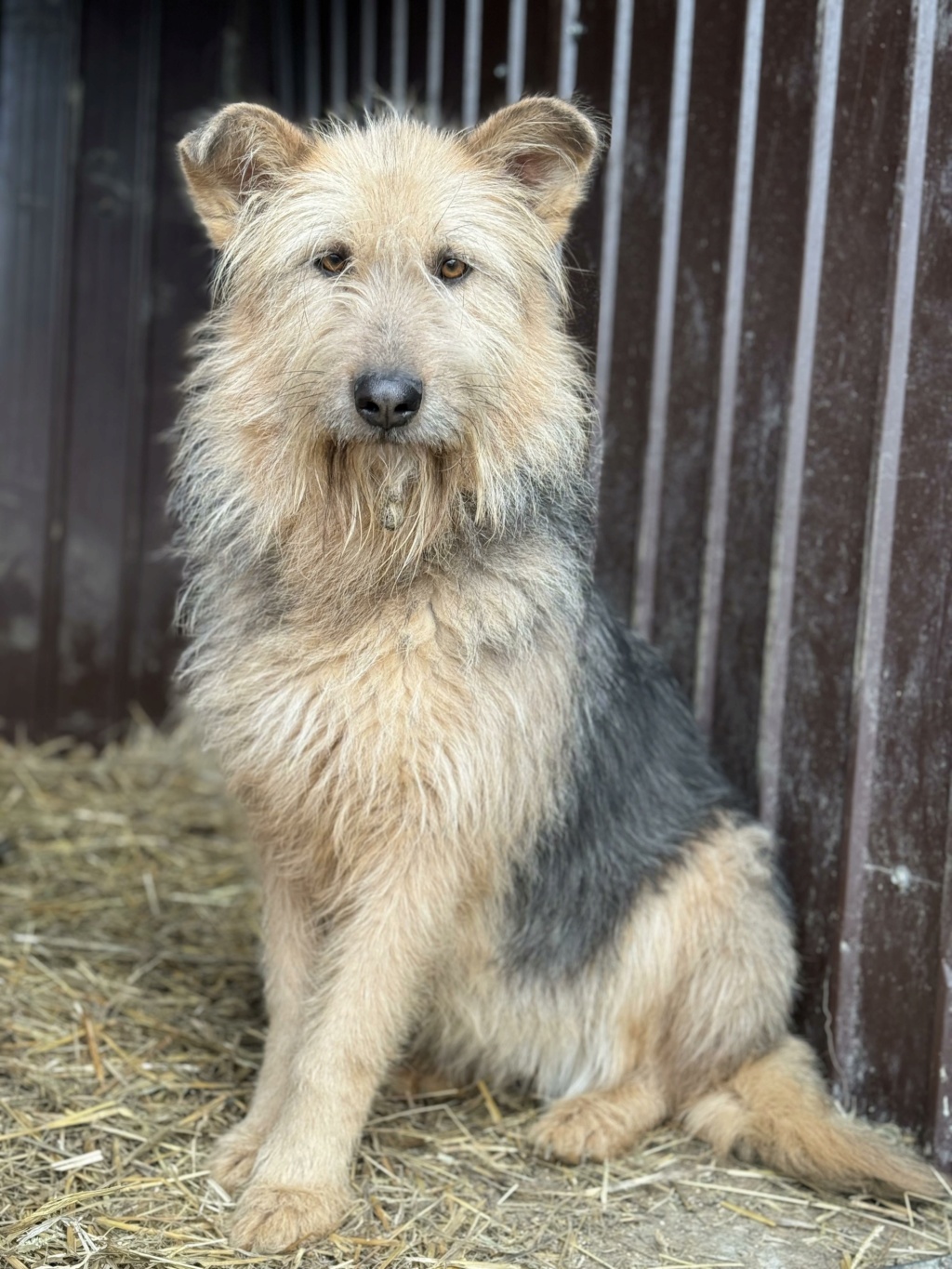 TIANA  chien 9841 (Mylène BURKEL) ✅ - sauvetage Calarasi 21/12/2022 adoptée par Laurent G. dans le 61 42354211