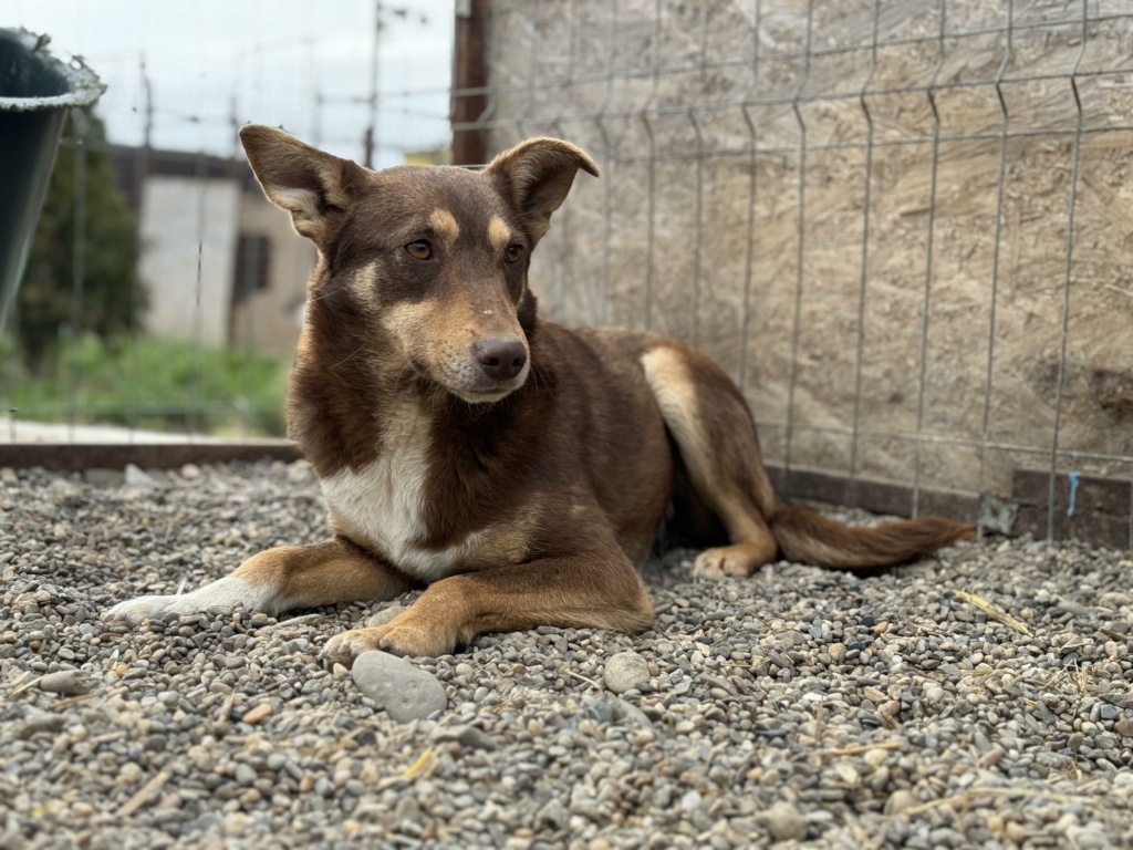 ROSCO (Sabine Ankenbrank) - chiot forêt Elena sauvetage 04/10/2022  - SPA COMPIEGNE 42359917