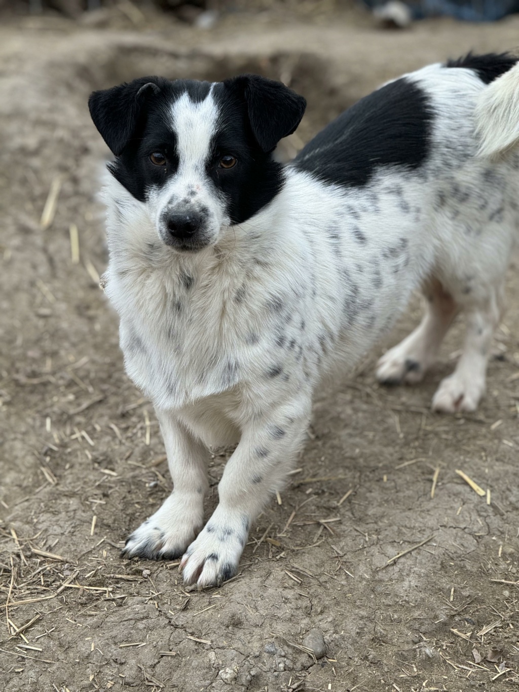 BASILE  (Sandrine PIERMANTIER) devenu PIXEL - sauvetage chiot 4/10/2023 - adopté par Céline L. dans le 83 42359931