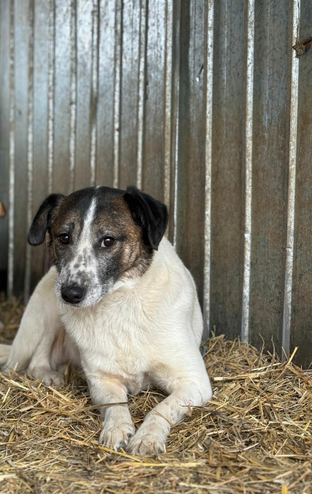 CHIEN7 FAYE (Véronique LE CUNFF) - fourrière Vaslui 13/12/2023 42368615