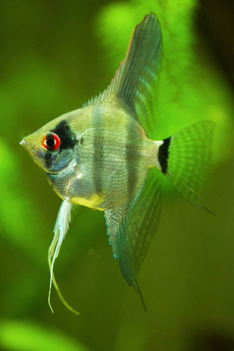 Pterophyllum scalare peruensis _dp_0010