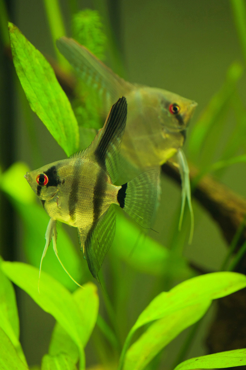 Pterophyllum scalare peruensis _dp_0011