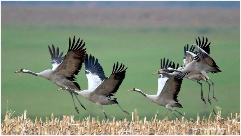 UNES de NOVEMBRE-DECEMBRE 2016... - Page 4 Grues10