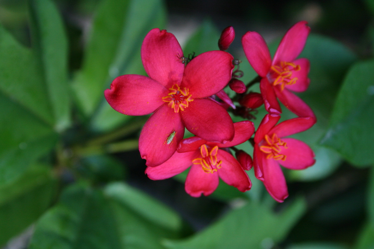 Jatropha interregima Jatrop10