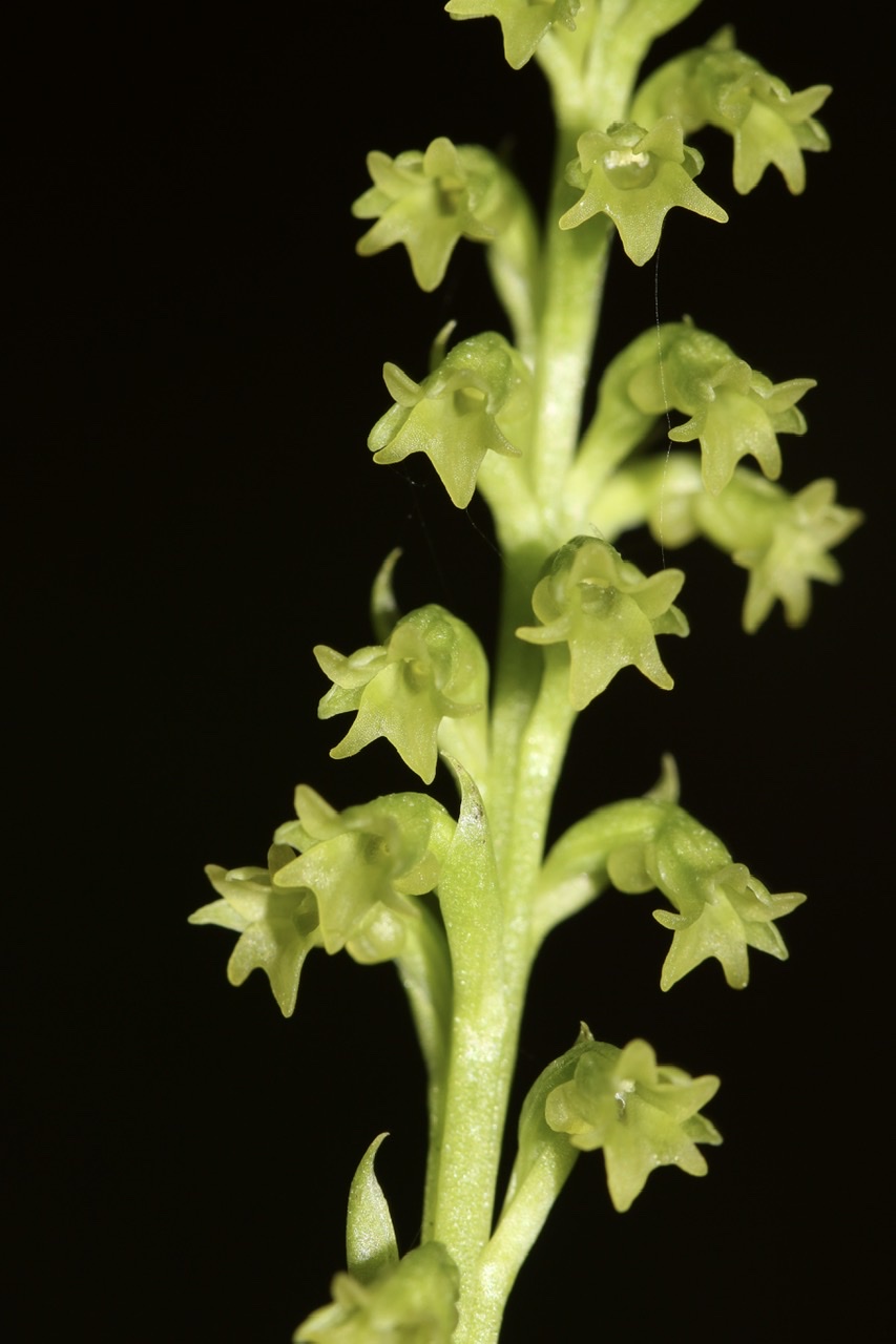 Gennaria diphylla ( Gennarie à deux feuilles )   1c267010