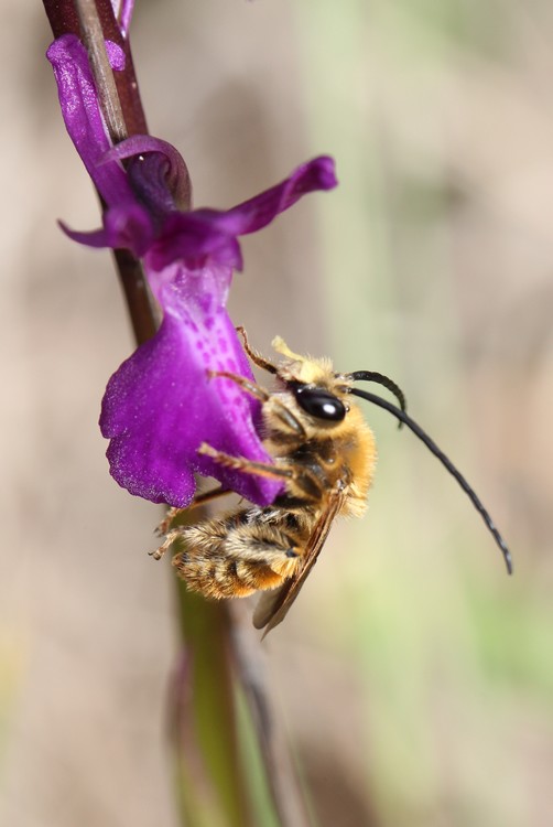 Anacamptis "groupe morio" et quelques visiteurs Anacam18