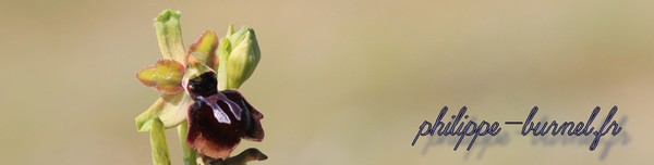 Une nouvelle station d'Ophrys speculum Banpep10