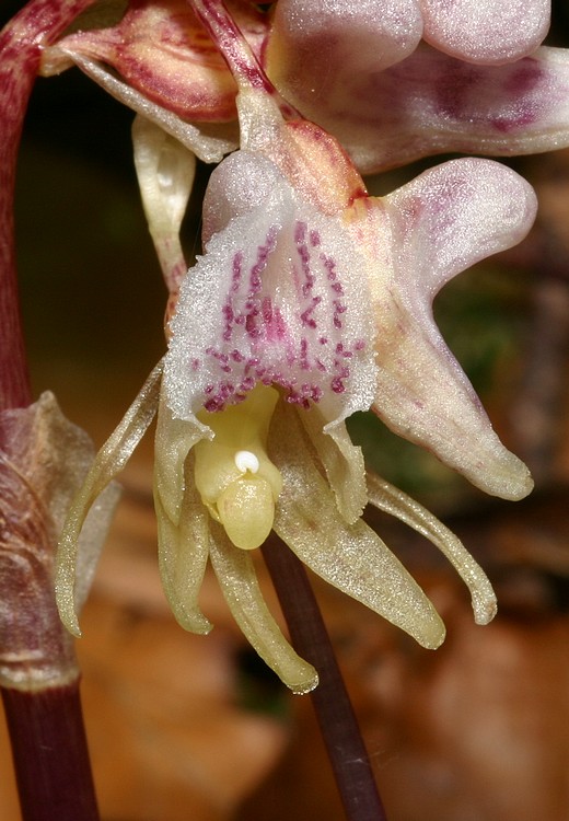 Votre plus joli Epipogium aphyllum Epipog11