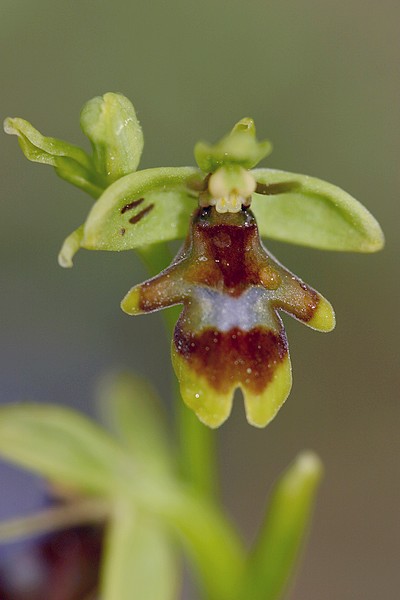 Ophrys insectifera subsp aymoninii ( Ophrys d'Aymonin ) Img_1510