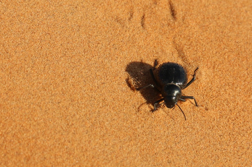 Petit tour dans le sud marocain (en pensant à JF ...) Img_2811