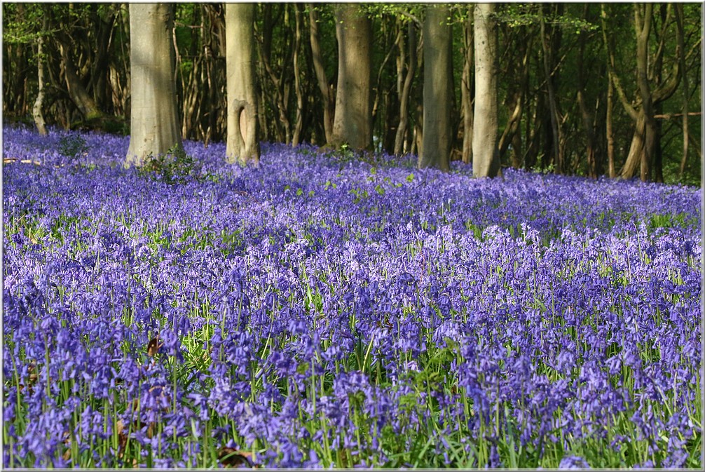 bleu de Normandie Img_3517