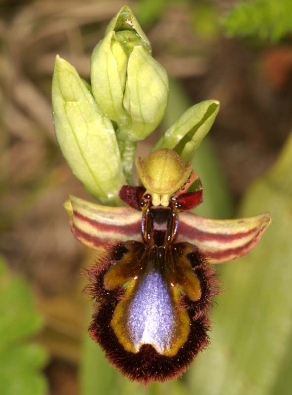 Ophrys speculum( Ophrys miroir ) Oph_sp11