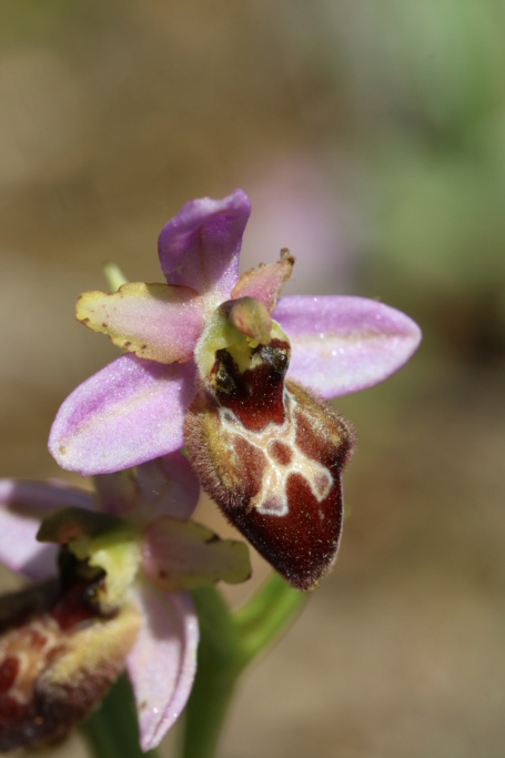 Ophrys (scolopax) querciphila X O. splendida Ophrys51