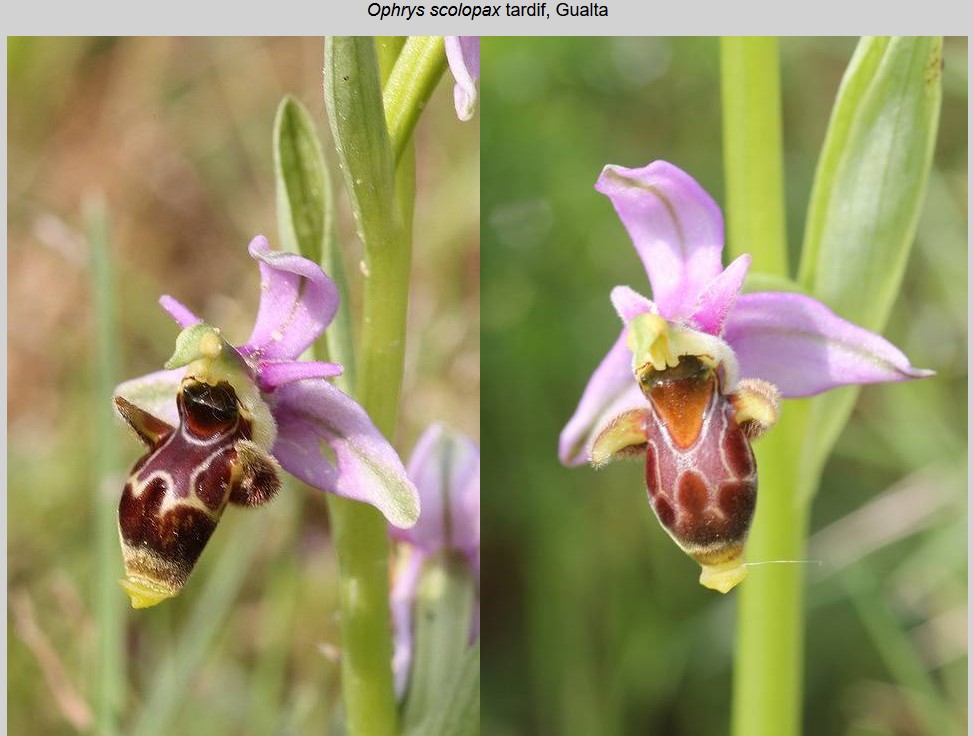 A propos d'Ophrys scolopax Scolog10