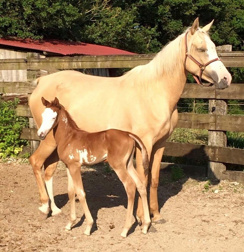 Raitawak: DSA palomino ovéro Bella10