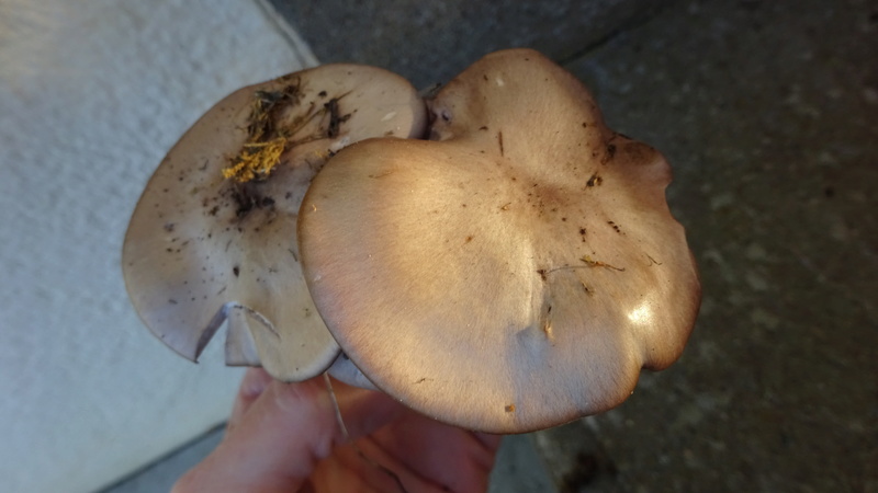 Quel est ce champignon ?? Dsc06612