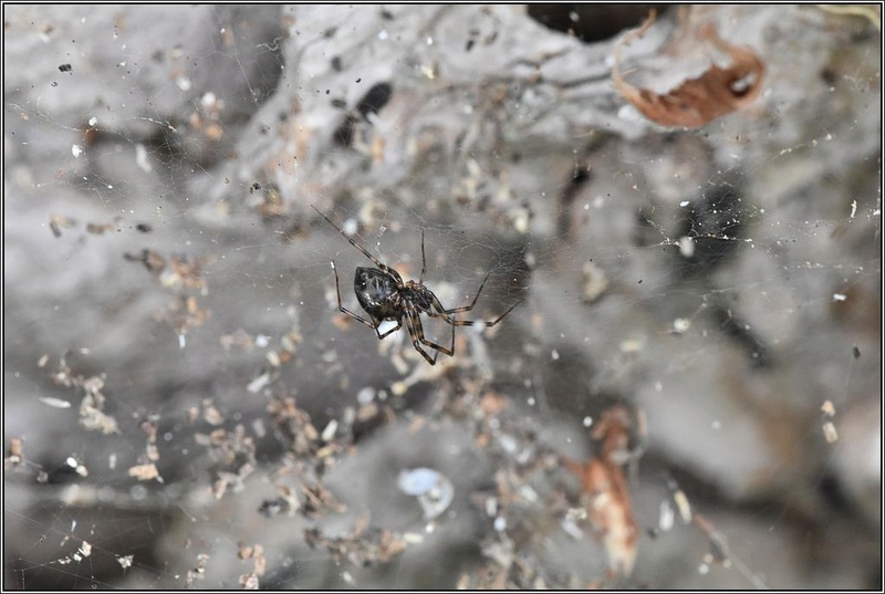 Theridiidae => non [Linyphiidae : (Lepthyphantes sp.)] Parast10