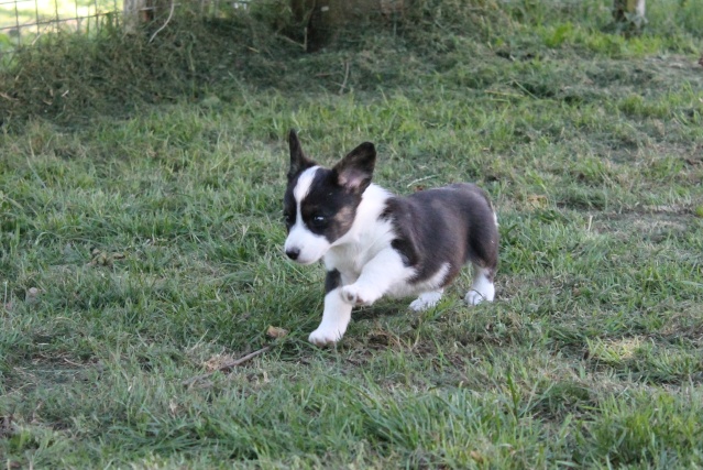  bébés  welsh Corgi Cardigan (vendu) Img_6510