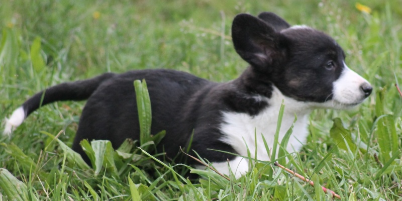  bébés  welsh Corgi Cardigan (vendu) - Page 2 Img_7410