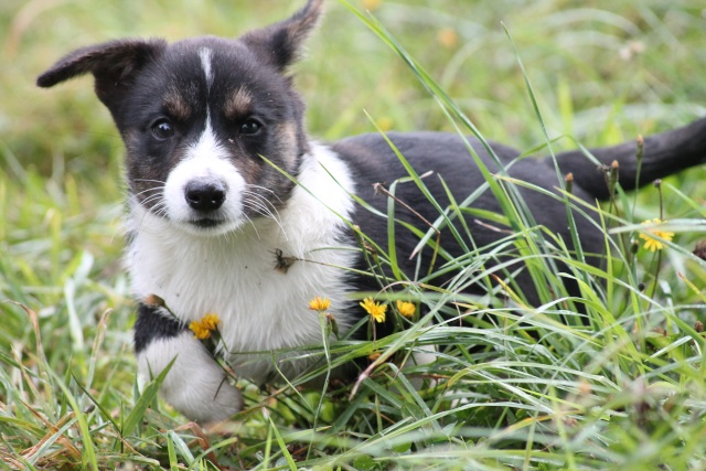  bébés  welsh Corgi Cardigan (vendu) - Page 2 Img_7511