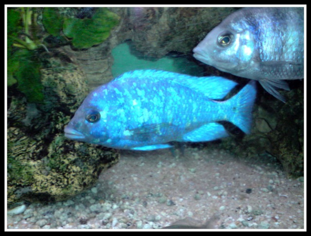 placidochromis phenochilus tanzania Pheno10