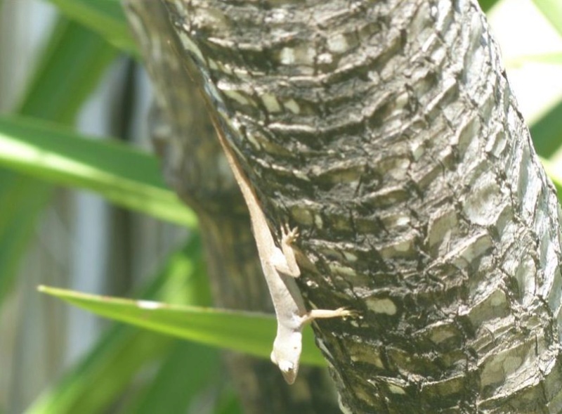 Lipette : Voyage en Guadeloupe 32a10