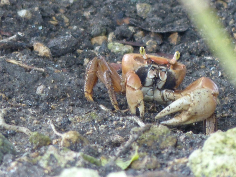 Lipette : Voyage en Guadeloupe P1450414